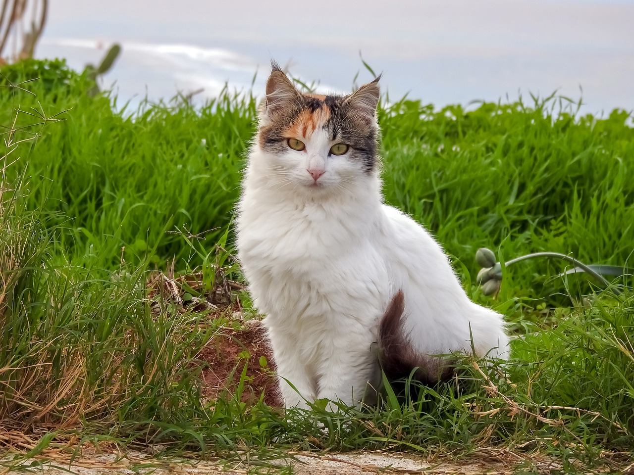 female-gypsy-cat-names