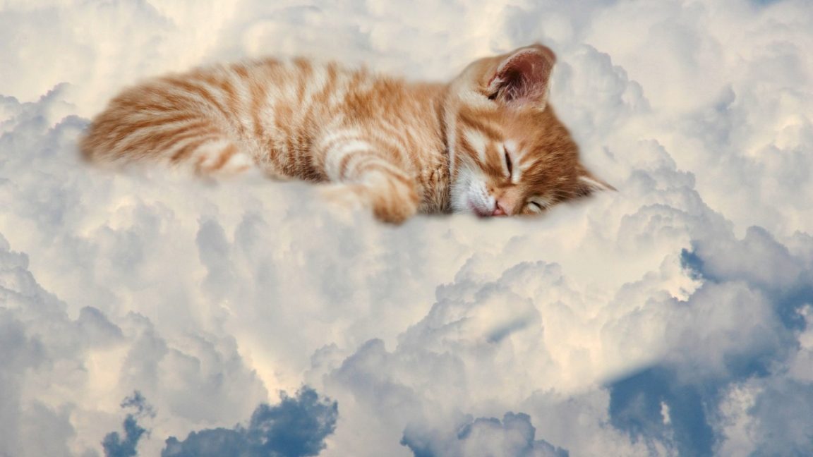 200+ Cutest Male Cat Names PetPress