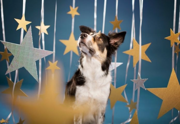 National Pet Memorial Day is an opportunity to remember those who have passed away