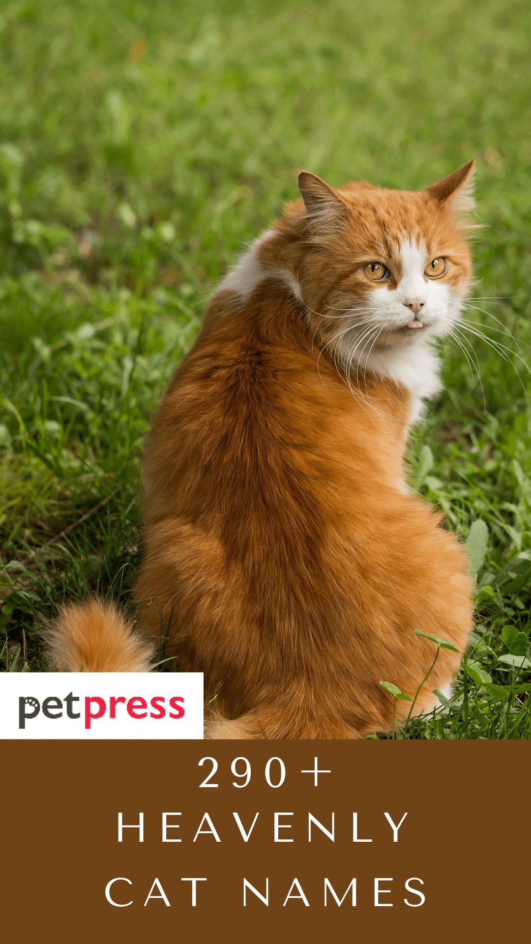 earthy-cat-names