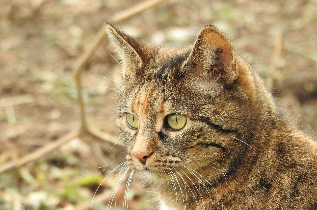 unisex-earthy-cat-names