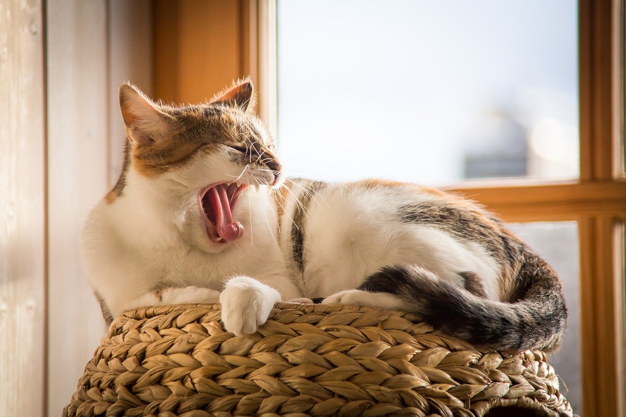 sleepy-male-cat-names