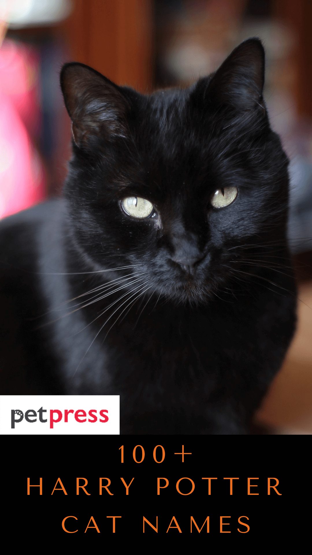 harry-potter-cat-names