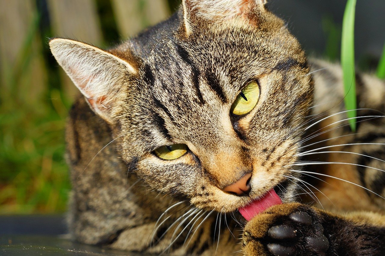 hogwarts-inspired-cat-names