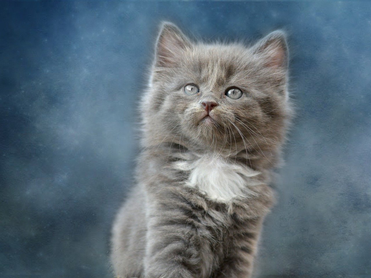 cute-unisex -cat-names