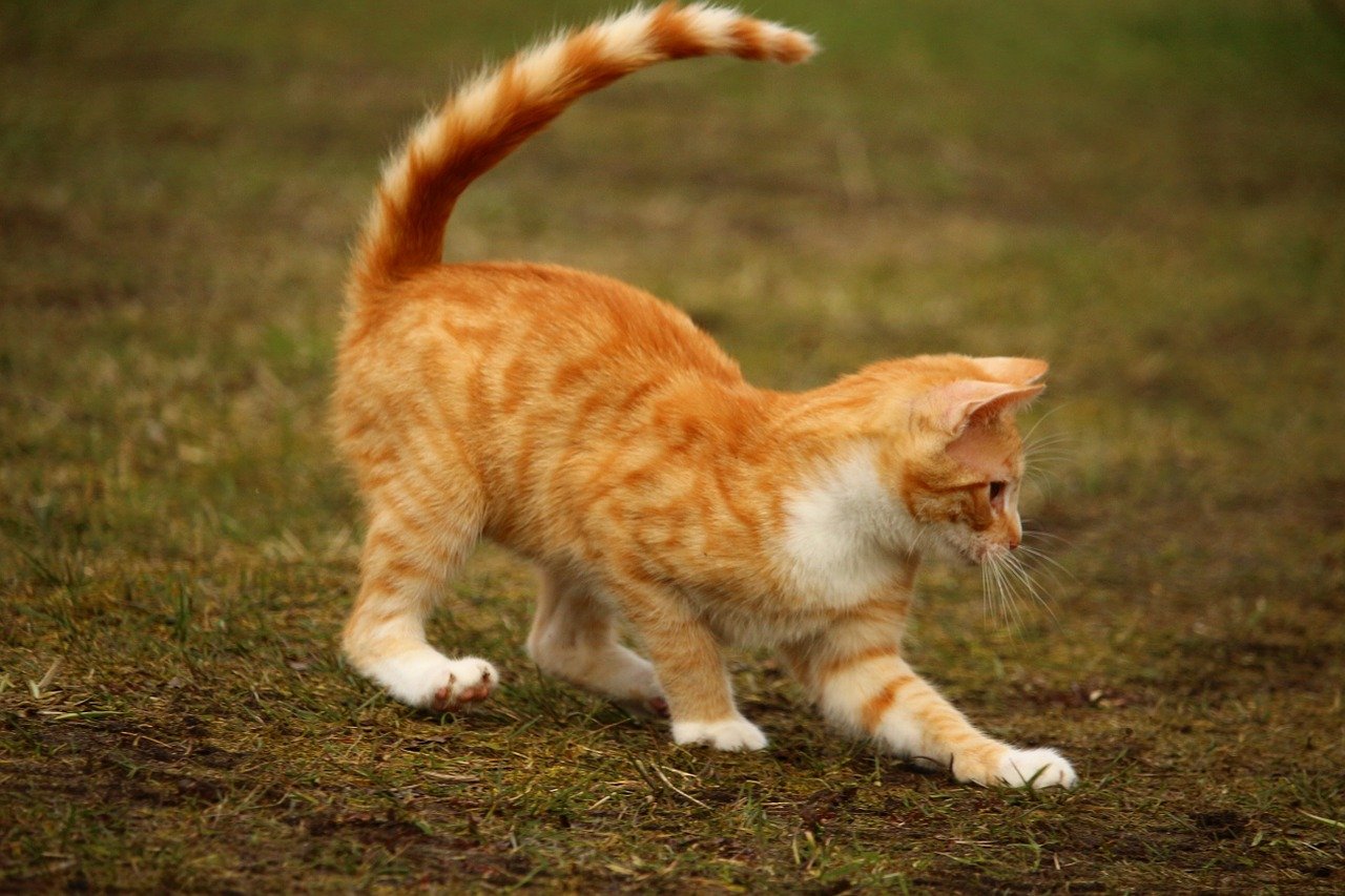 funny-unisex-cat-names