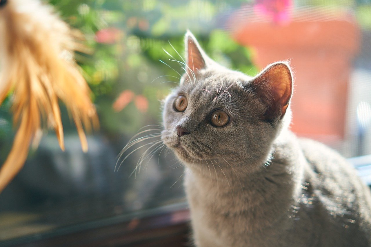 grey-unisex-cat-names