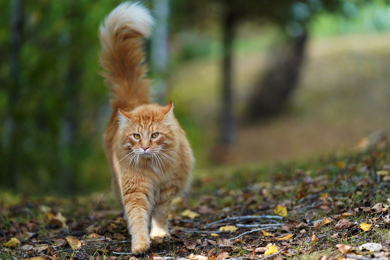 orange- unisex-cat-names