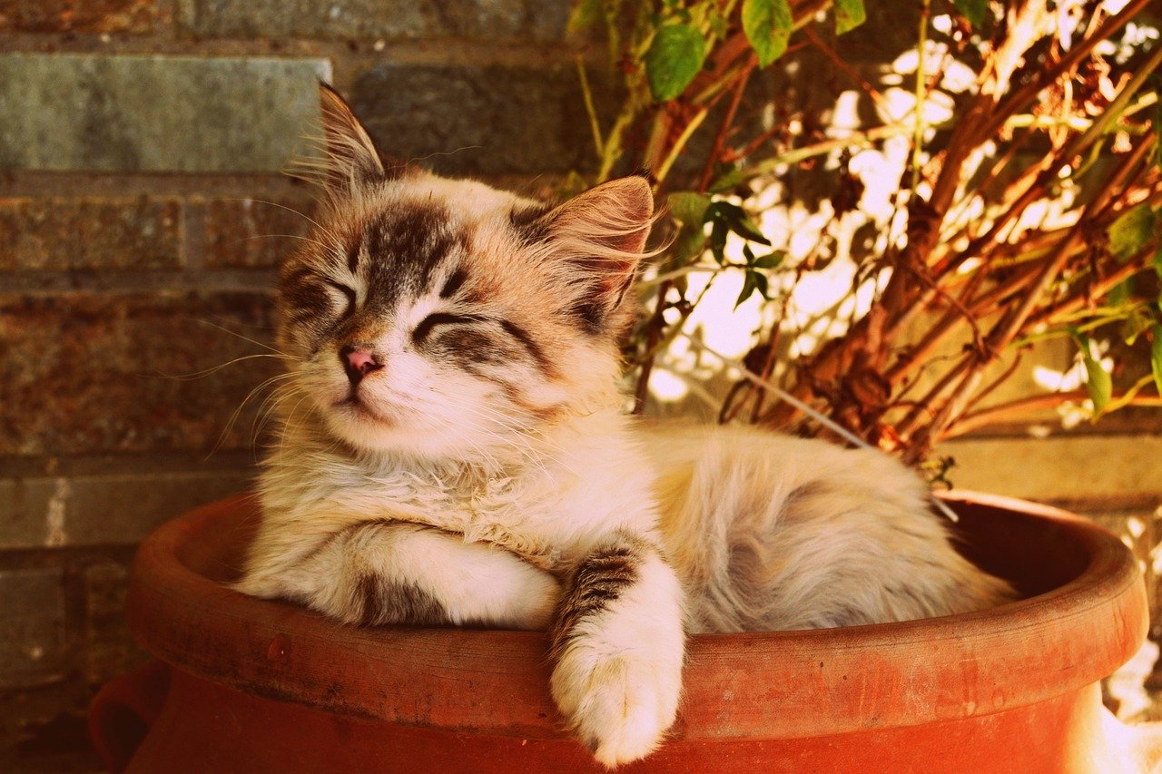common-unisex-cat-names