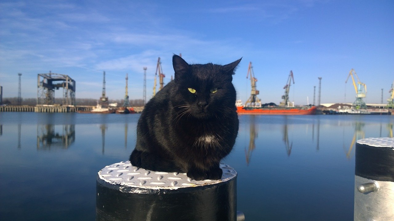 male-river-cat-names