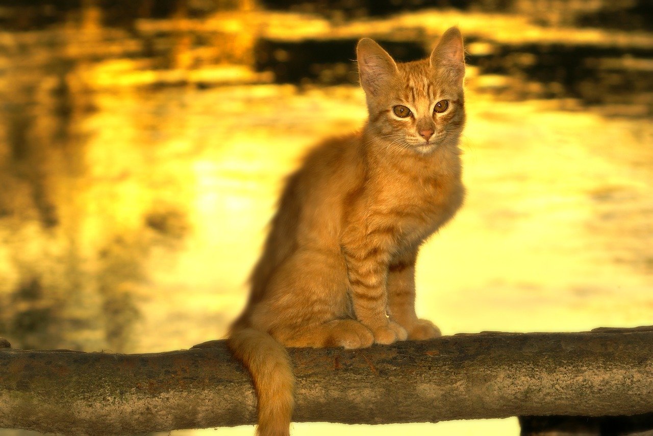 female-river-cat-names