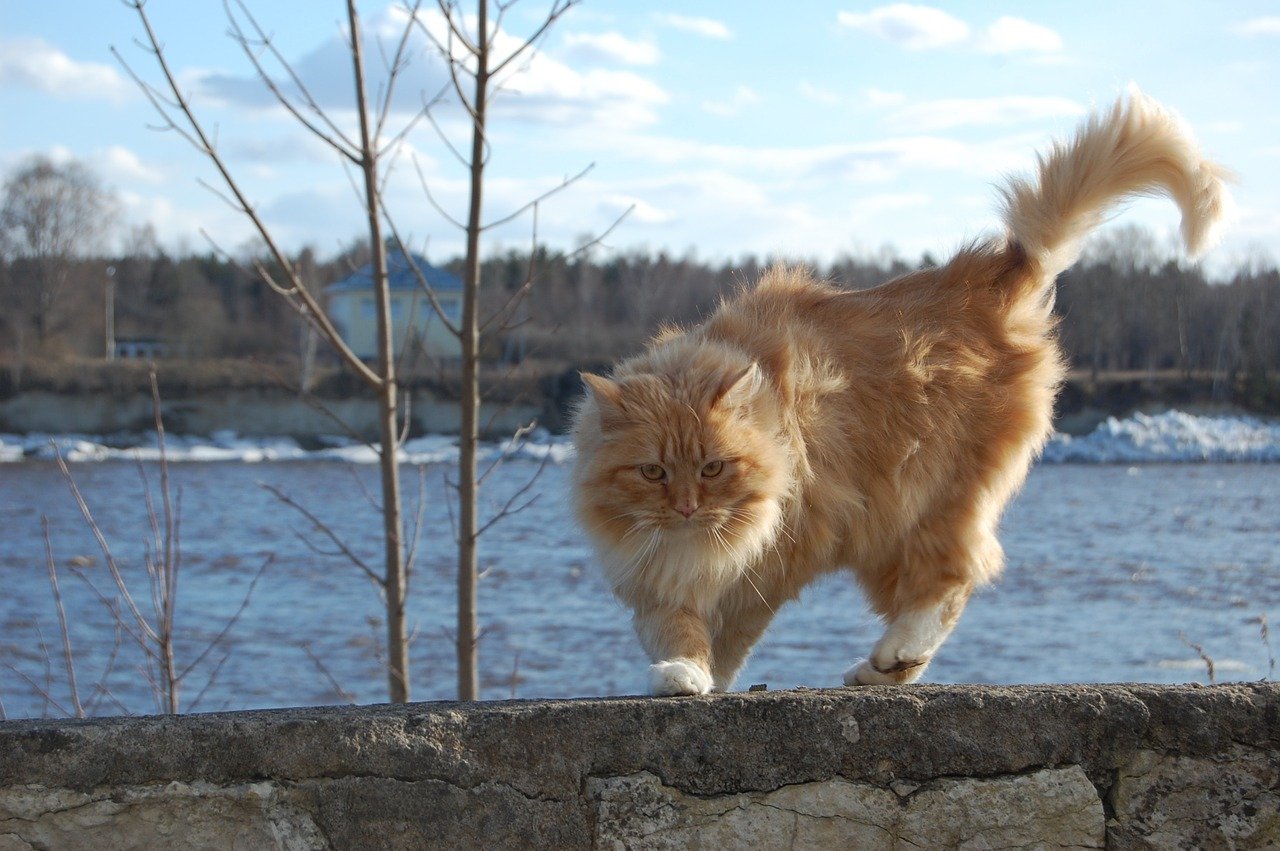 cute-river-cat-names