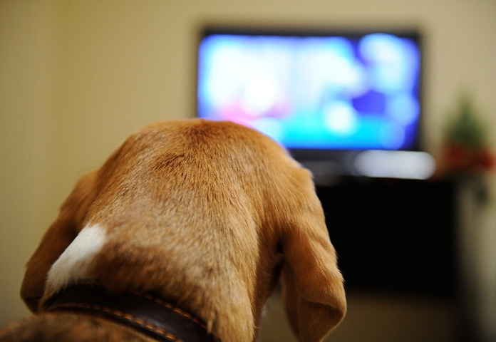 Watch a Dog-Themed Movie (Sunday)