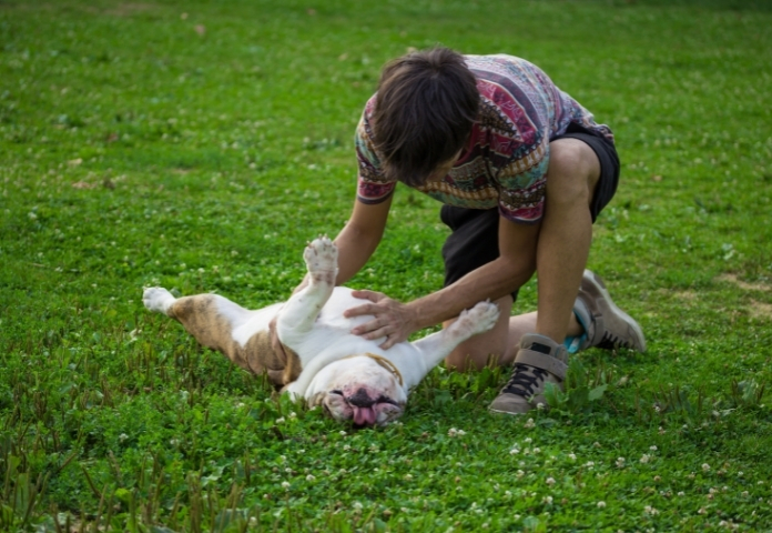 give your dog a gentle massage or belly rub