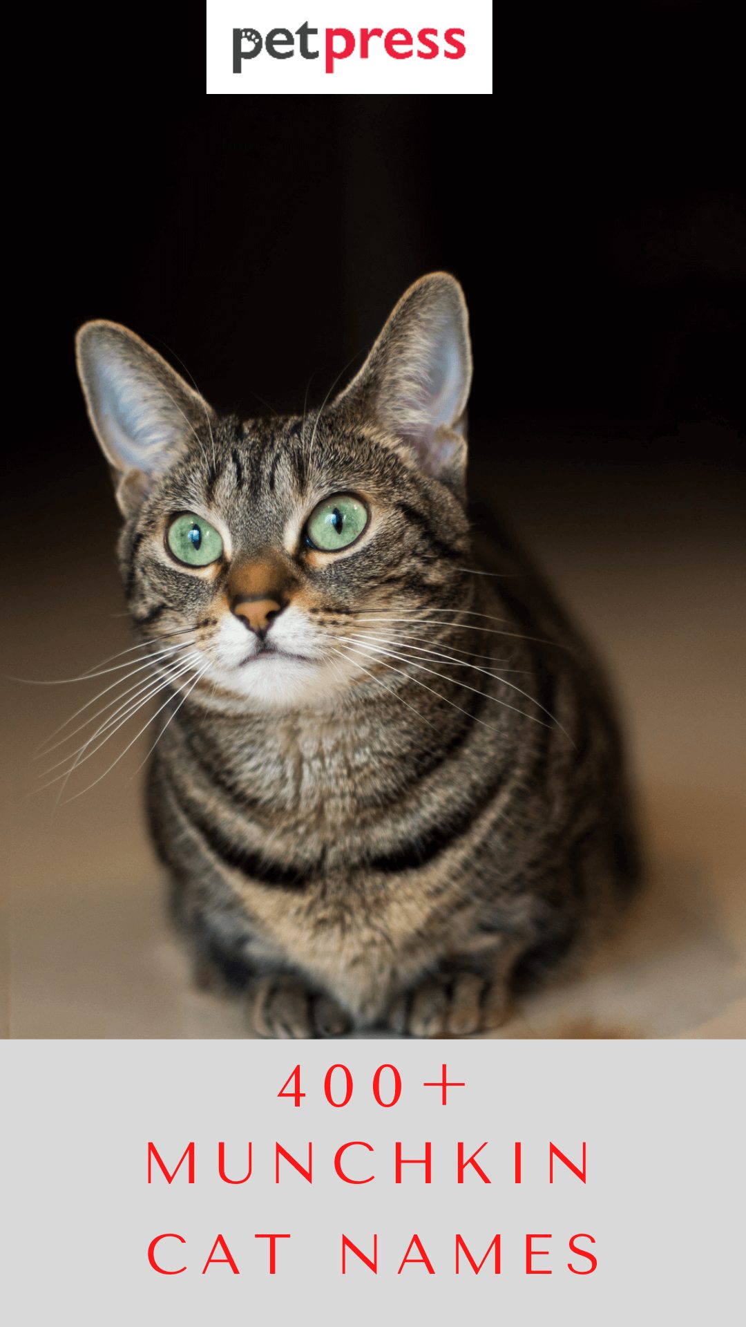 munchkin-cat-names