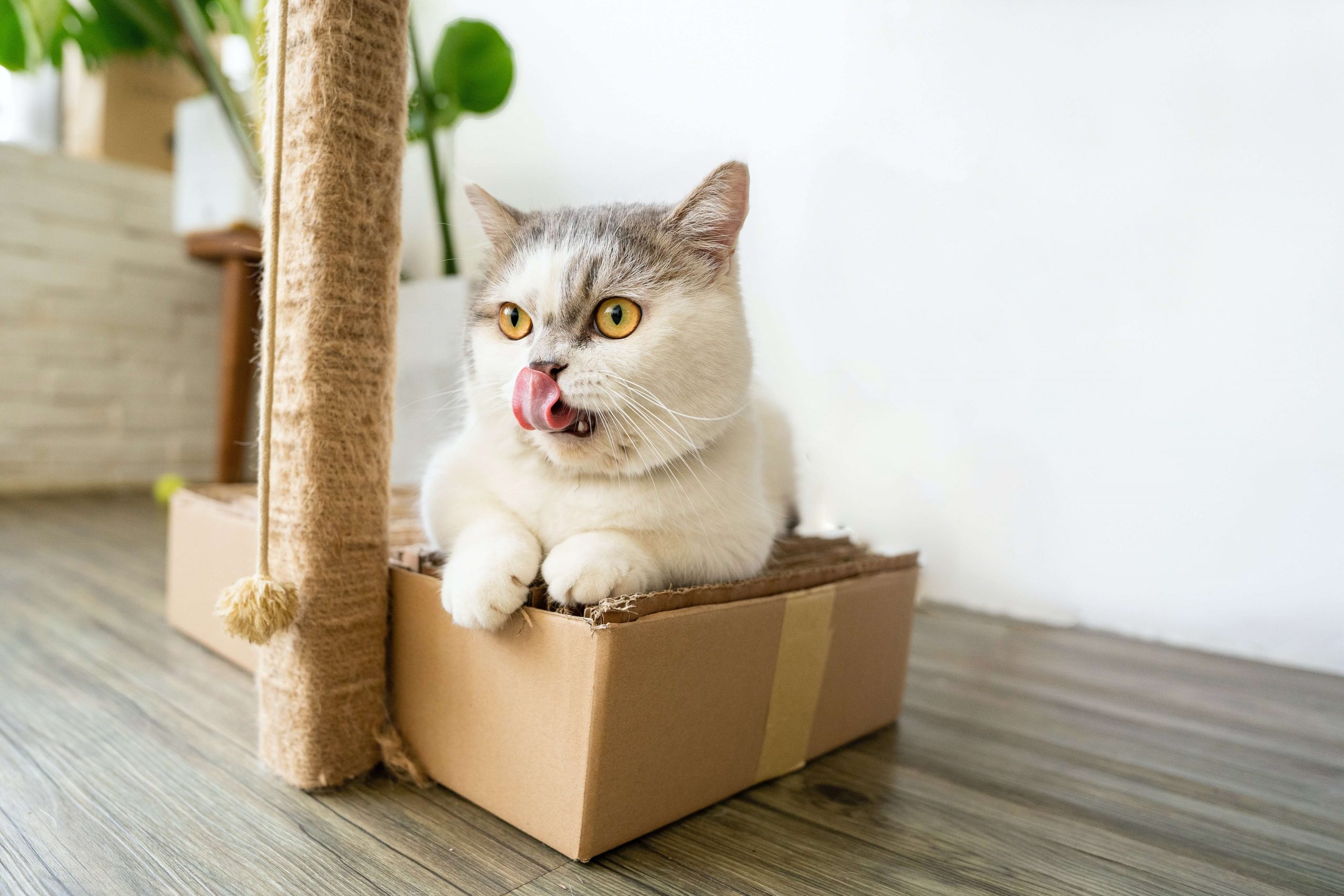 male-munchkin-cat-names