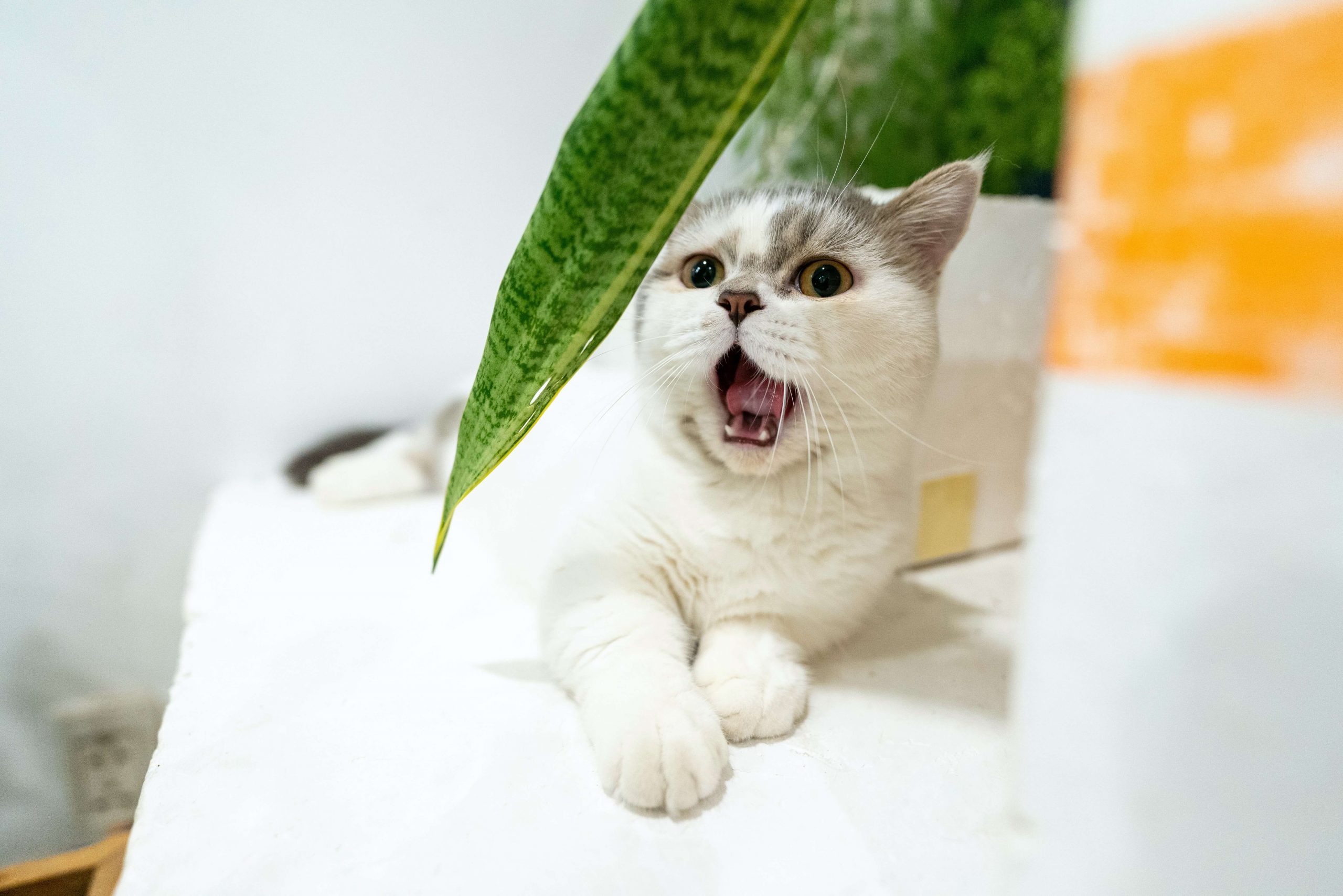 uncommon-munchkin-cat-names