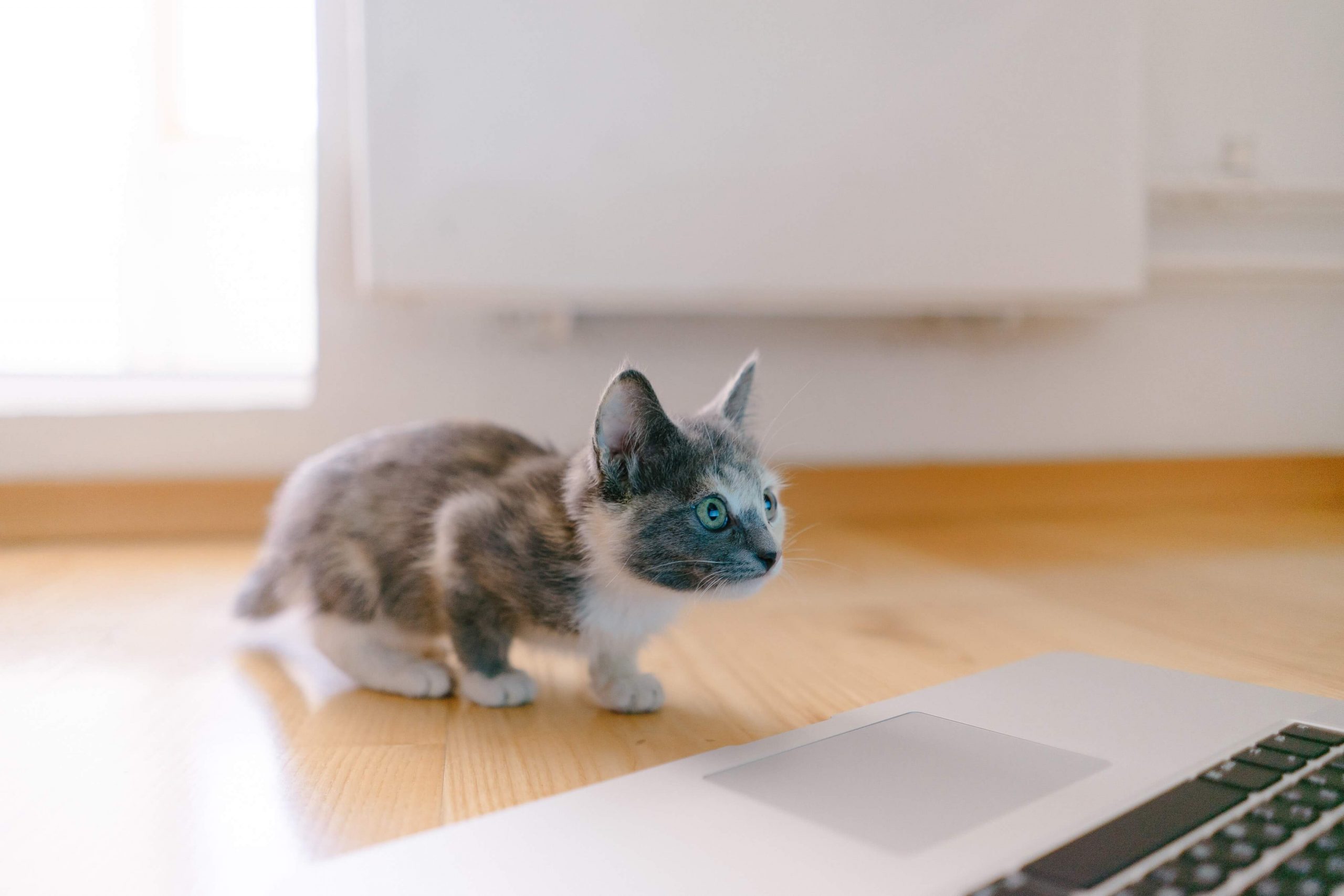 cute-munchkin-cat-names