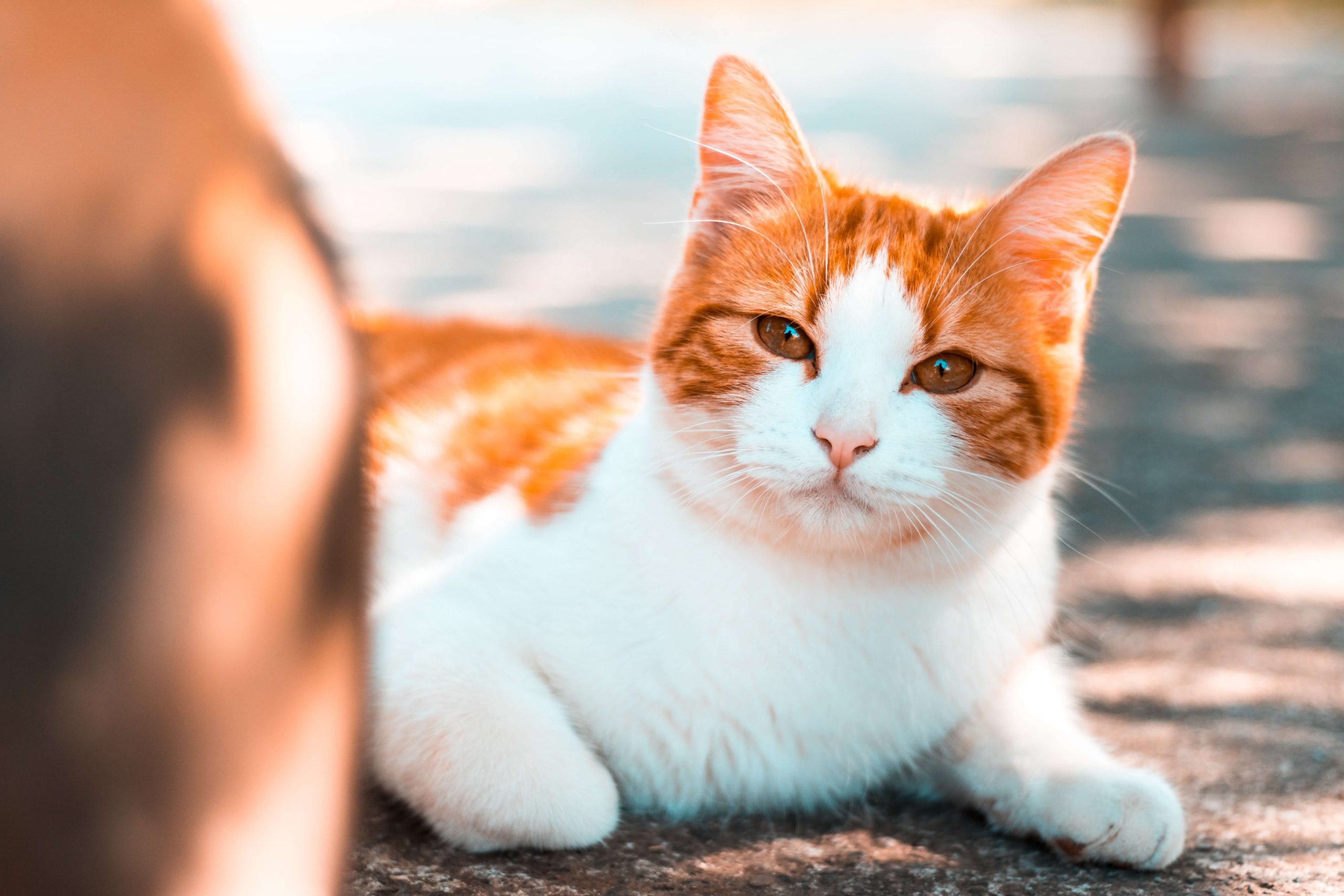 unique-munchkin-cat-names