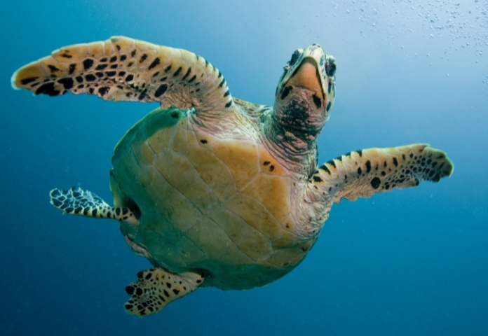 Names of Turtles in Disney