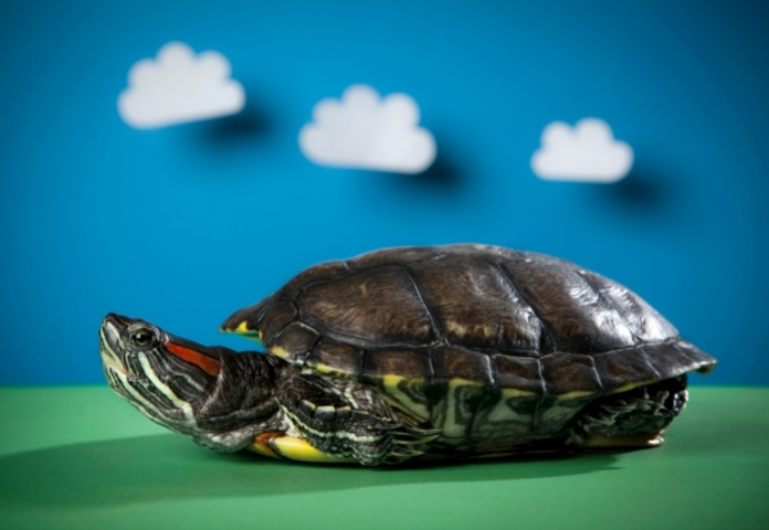 Other Popular Names in Disney for Turtles