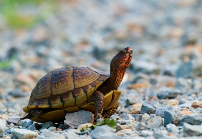 Funny Disney Names for Turtles