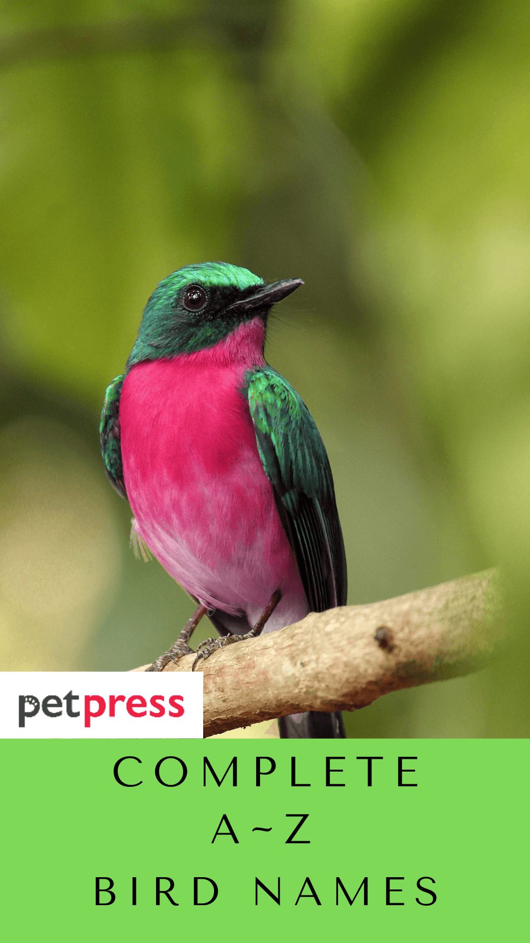 a-z bird-names