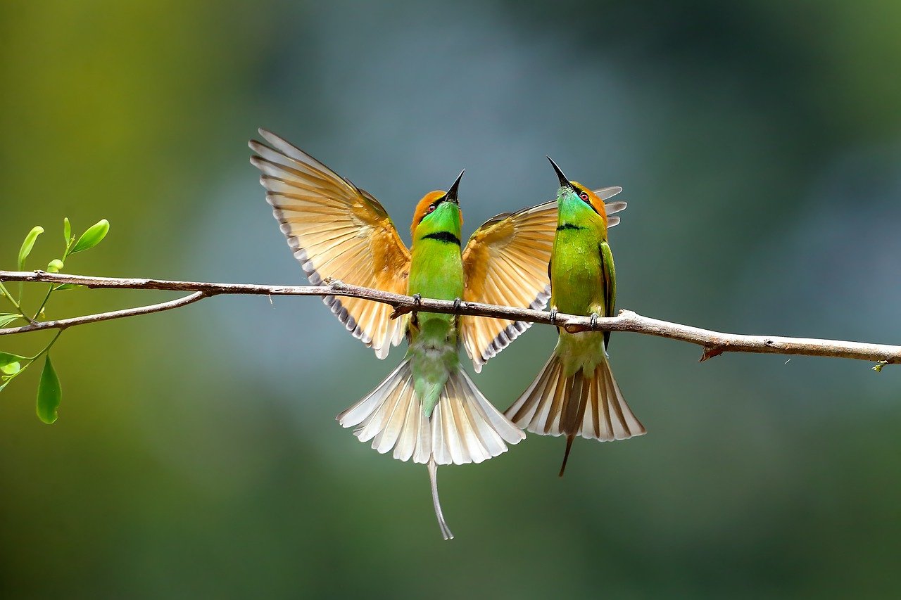 a-to-z-bird-names