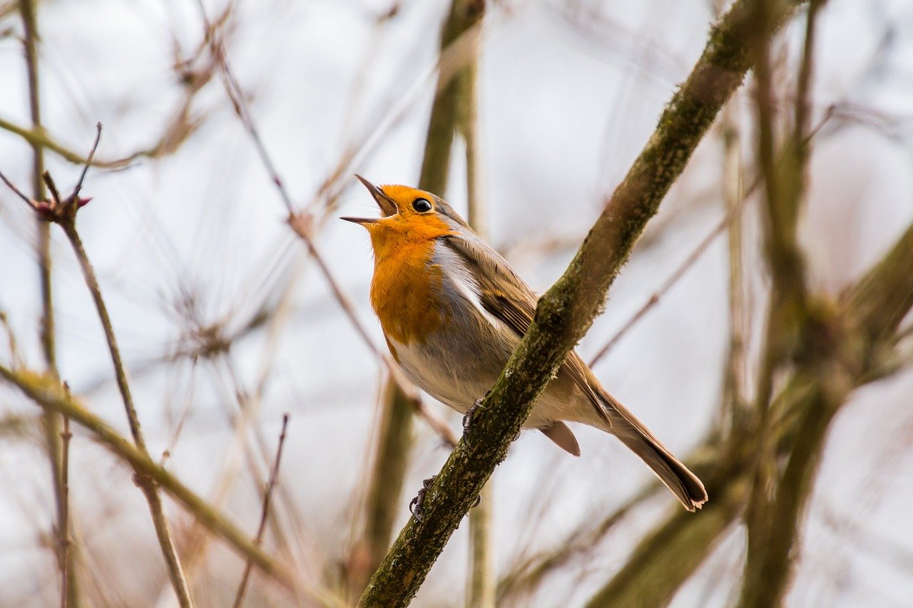 bird-names-starting-with-a-z