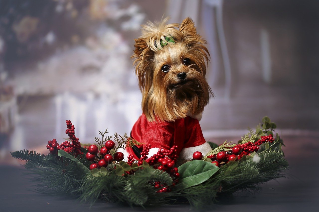 dog-influencer
