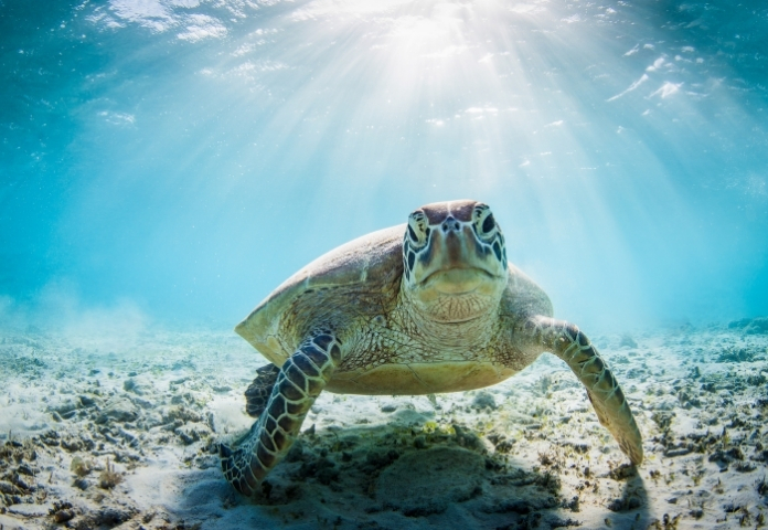 Punny Turtle Names