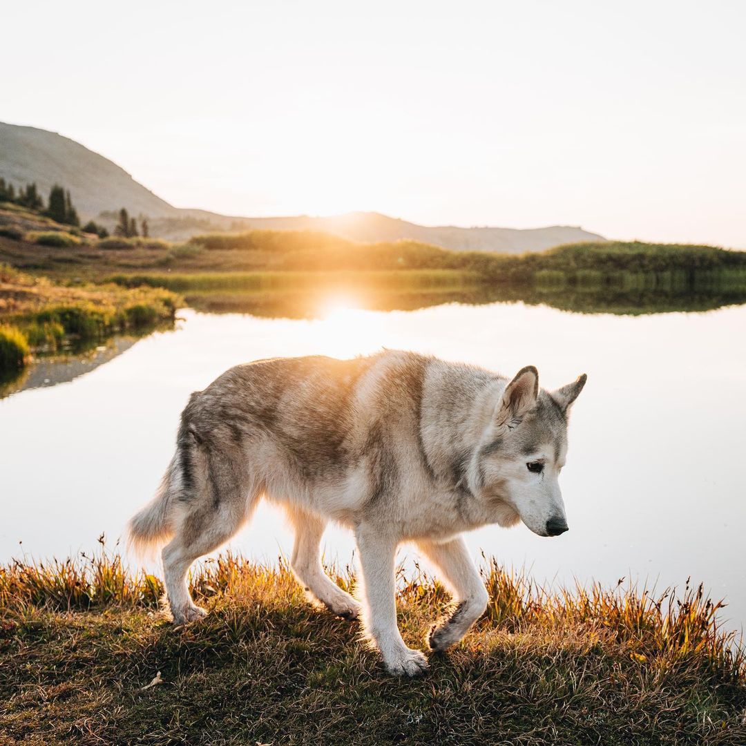 loki-the-dog
