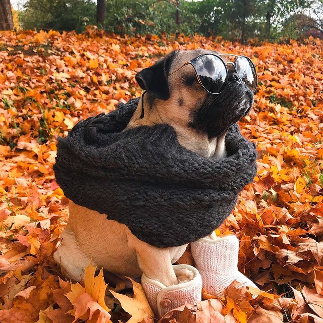 doug-the-pug