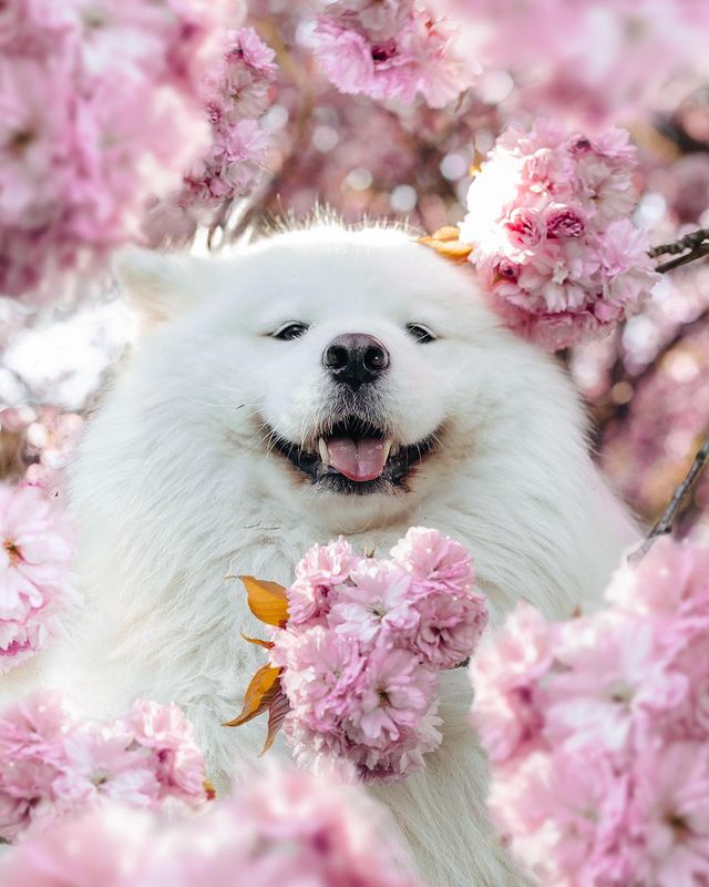 mayapolarbear