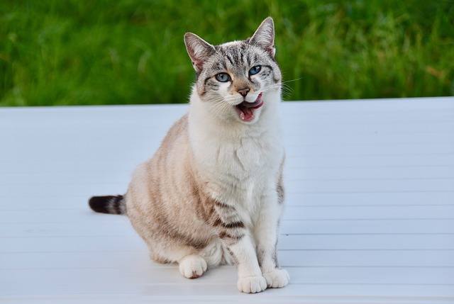 female-haitian-cat-names