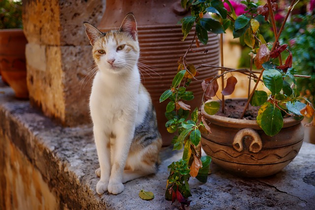 unique-haitian-cat-names