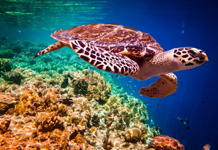 Female Names For Tortoises Beginning with 'T'
