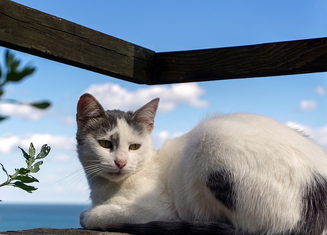 female-caribbean-cat-names