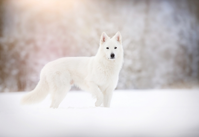 Female White Wolf Names