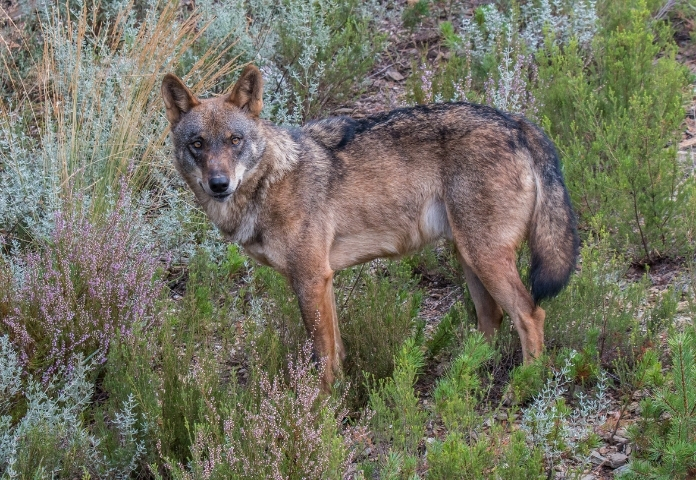 Male Demon Wolf Names