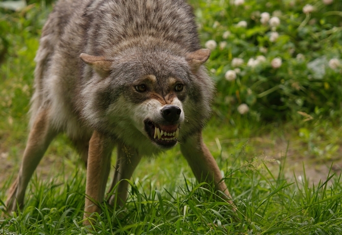 Unisex Demon Wolf Names