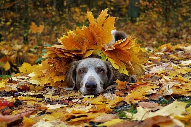 grey-dog