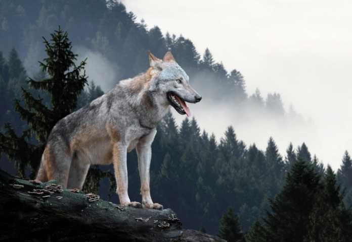 Male Names that mean 'Wolf'
