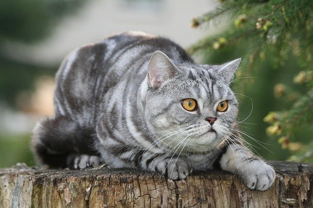 greek-god-cat-names
