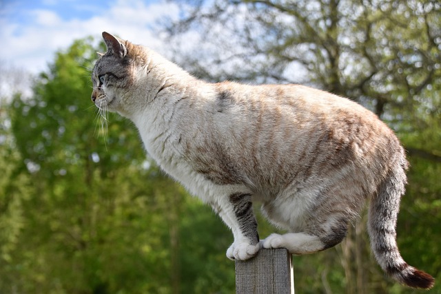 norse-god-cat-names