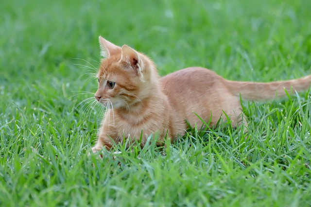 mayan-god-cat-names