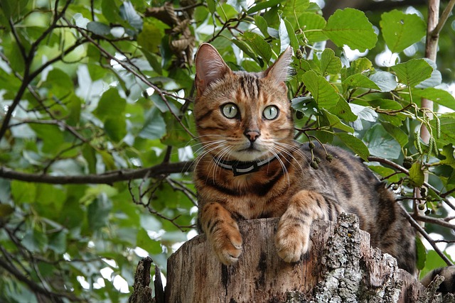 female-nordic-cat-names