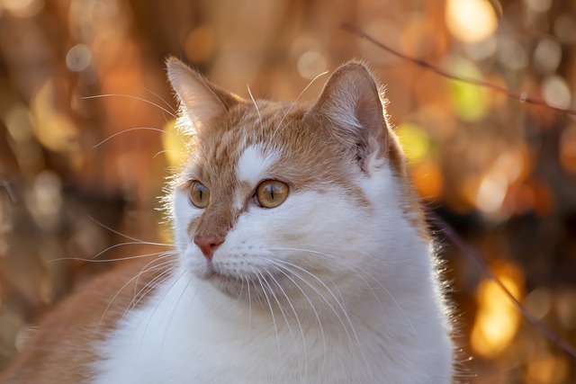 male-nordic-cat-names
