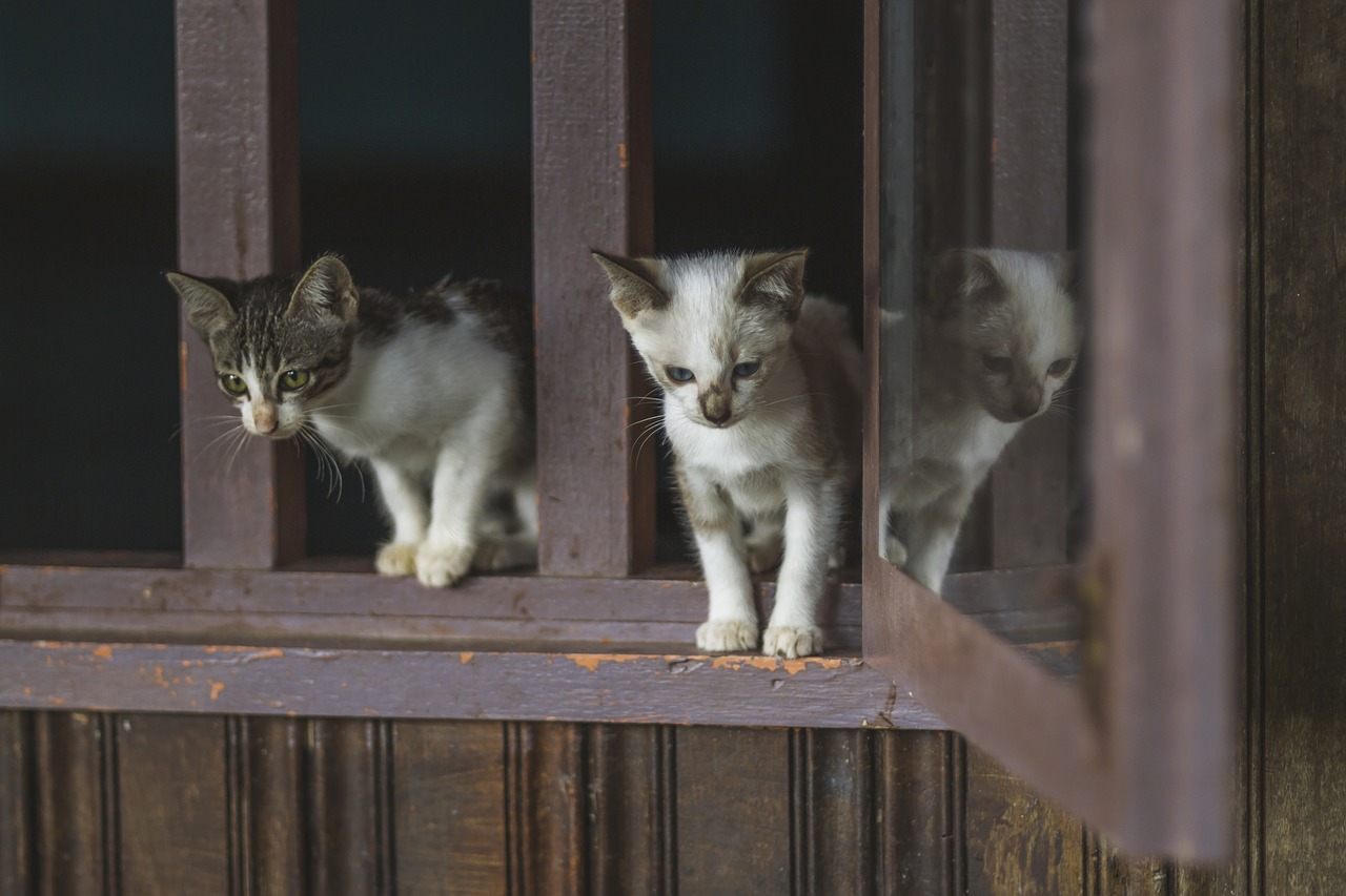 unique-classic-cat-names