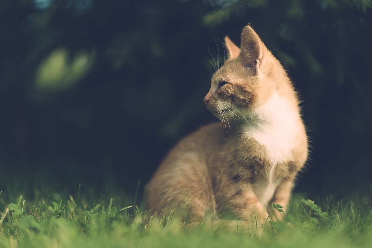 famous-classic-cat-names
